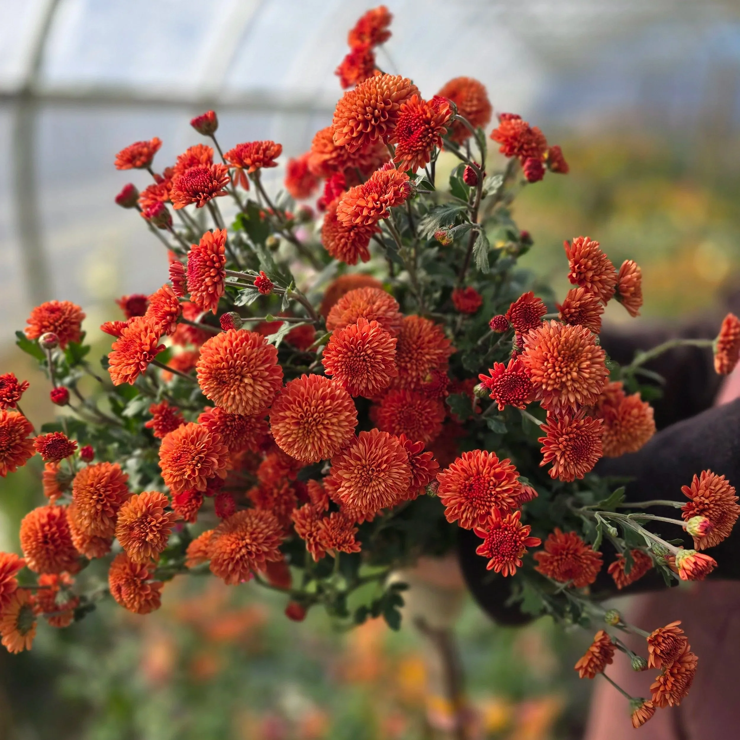 flowerシンギングリン宇宙⑤ Kelvin+Mandarin+